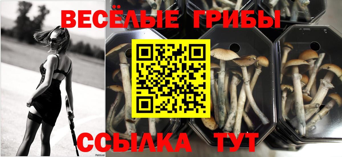 Михайловка  Псилоцибиновые грибы MAGIC MUSHROOMS  Вход с VPN 